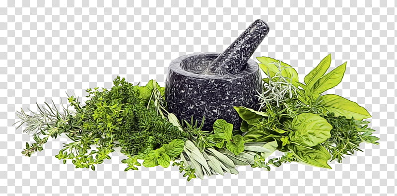Basil Leaf, Herb, Food, Coriander, Greens, Vegetable, Vietnamese Cuisine, Indian Cuisine transparent background PNG clipart