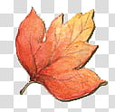 , red and orange maple leaf transparent background PNG clipart