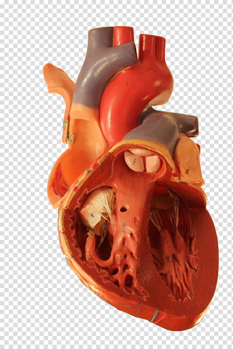 Human Heart Collection, human heart anatomy transparent background PNG clipart