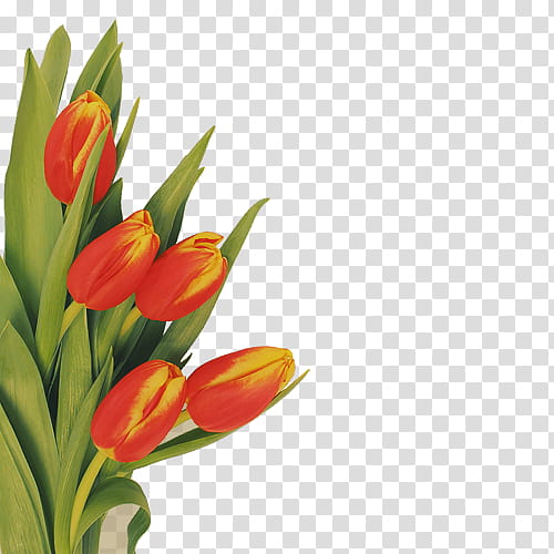 red tulips centerpiece transparent background PNG clipart