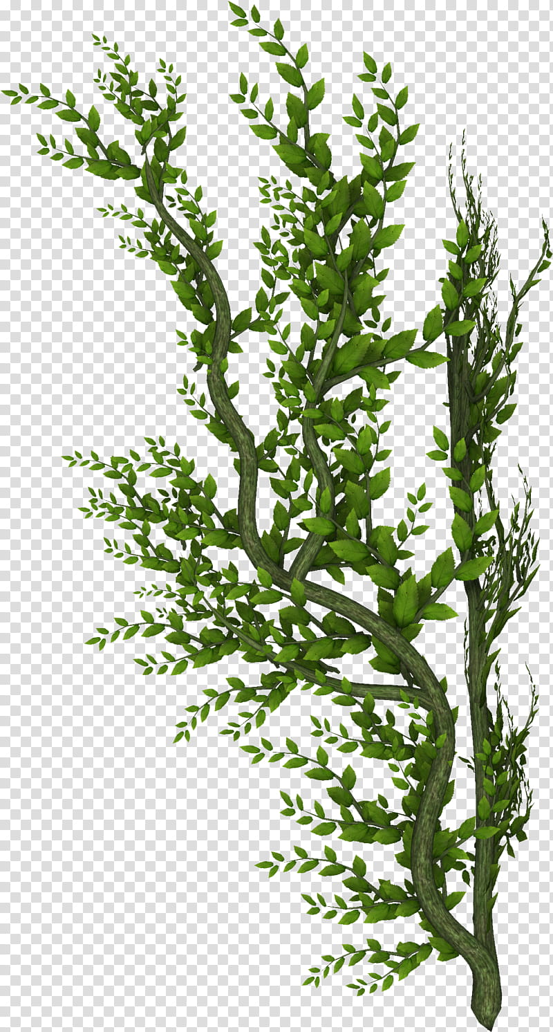 Creepers n Vines, green vine plant transparent background PNG clipart