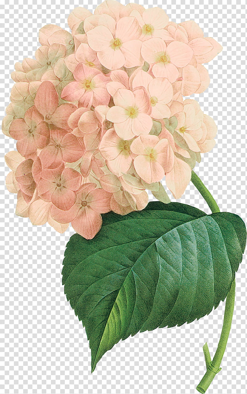 flower plant hydrangeaceae hydrangea petal, Pink, Cut Flowers, Cornales, Viburnum, Garden Phlox, Lilac, Lantana transparent background PNG clipart