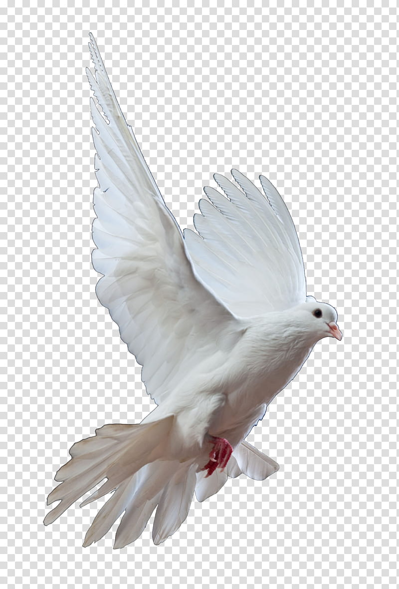 Dove, white pigeon illustration transparent background PNG clipart