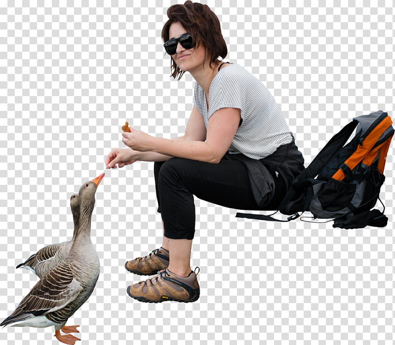 Water, Web Design, Sitting, Bird, Duck, Water Bird, Hunting Decoy, Ducks Geese And Swans transparent background PNG clipart