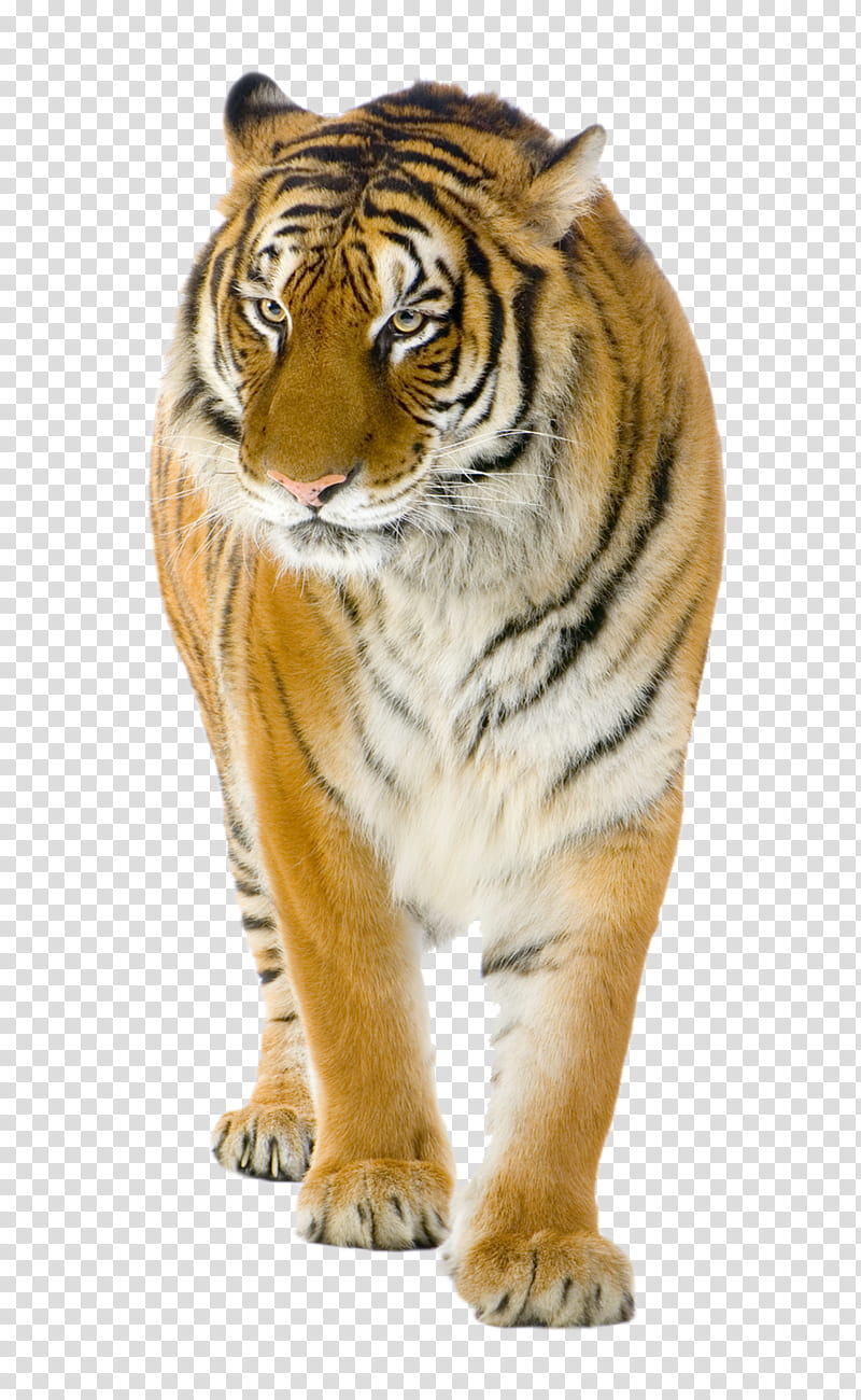 Tiger on a background, brown tiger transparent background PNG clipart
