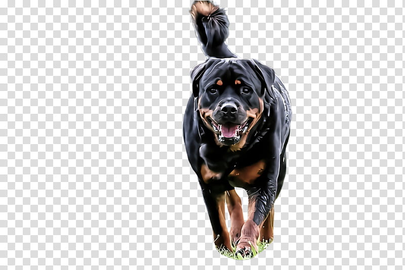 dog rottweiler working dog sporting group giant dog breed transparent background PNG clipart