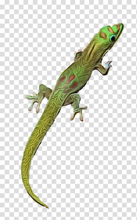 Green Wall, Agamas, Common Iguanas, Amphibians, Gecko, Animal, Agamid Lizards, Reptile transparent background PNG clipart