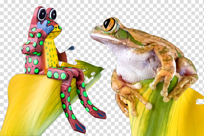 frog tree frog tree frog true frog agalychnis, Shrub Frog, Toad, Hyla transparent background PNG clipart