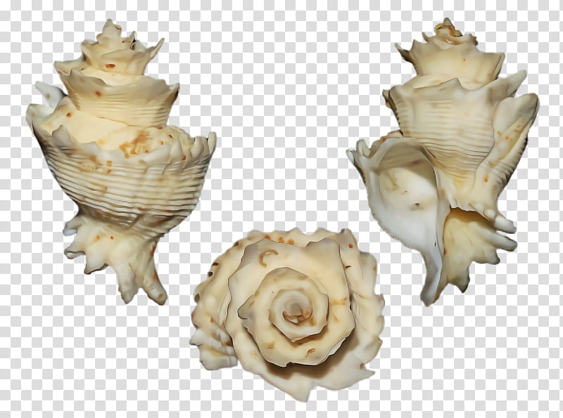 conch conch shankha shell plant, Beige, Bivalve transparent background PNG clipart