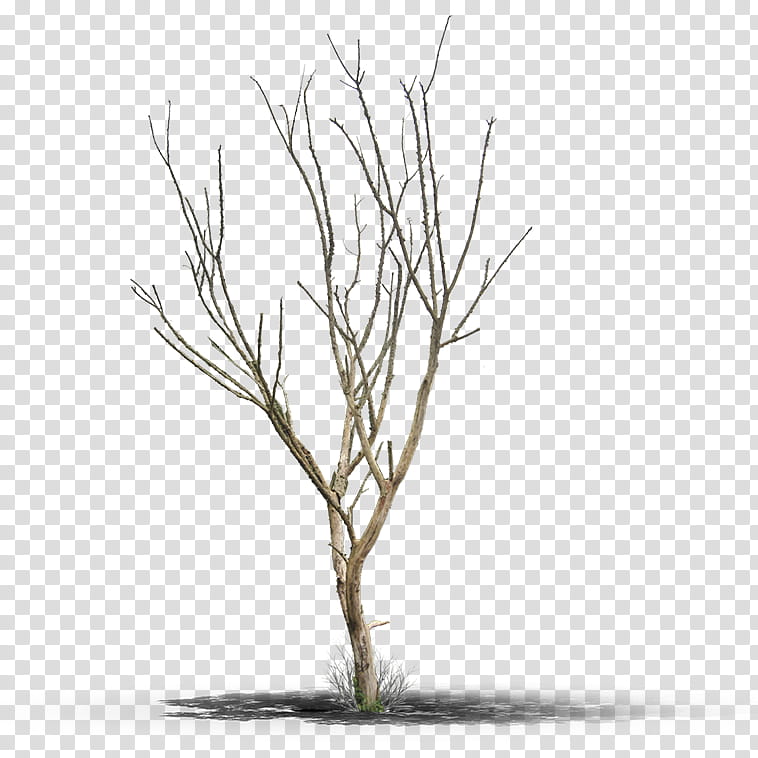 Oak Tree Leaf, Trunk, Branch, Paper Birch, Wood, Twig, Plant, Woody Plant transparent background PNG clipart