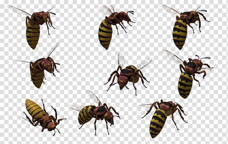 Oriental Hornet , yellow-and-black bees transparent background PNG clipart