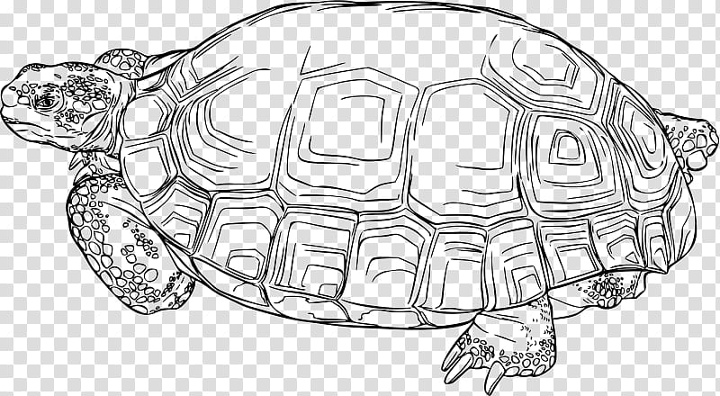 Sea Turtle, Desert Tortoise, Reptile, Drawing, Gopher Tortoises, Box Turtles, Turtle Shell, Line Art transparent background PNG clipart