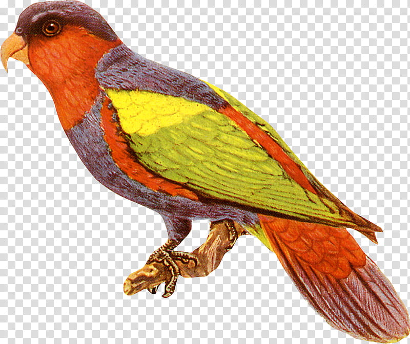 bird beak lorikeet parrot finch, Perching Bird, Atlantic Canary transparent background PNG clipart