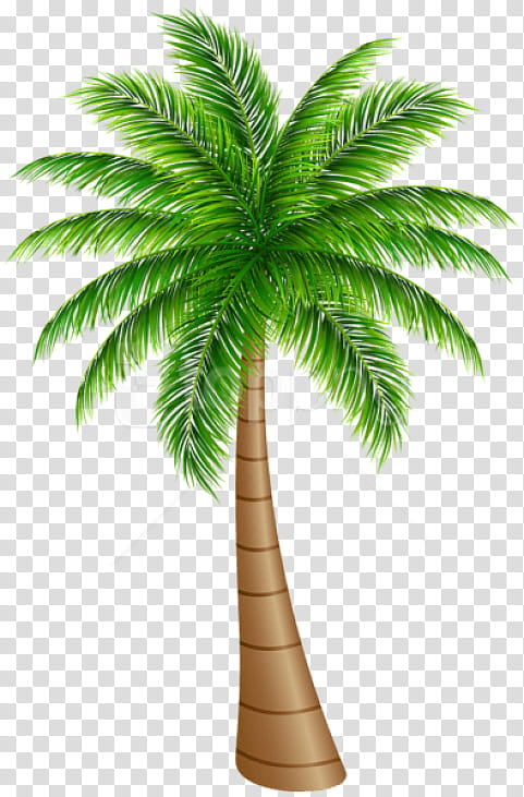 Palm Tree Silhouette, Palm Trees, Coconut, Mexican Fan Palm, California Palm, Plant, Arecales, Green transparent background PNG clipart