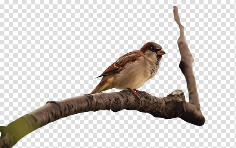 bird beak sparrow house sparrow perching bird, Wren, Songbird, Branch, Cuckoo, Emberizidae transparent background PNG clipart