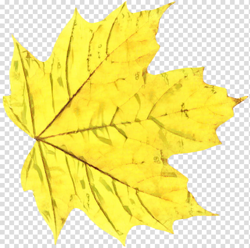Family Tree, Maple Leaf, Plane Trees, Plane Tree Family, Black Maple, Yellow, Woody Plant, Deciduous transparent background PNG clipart