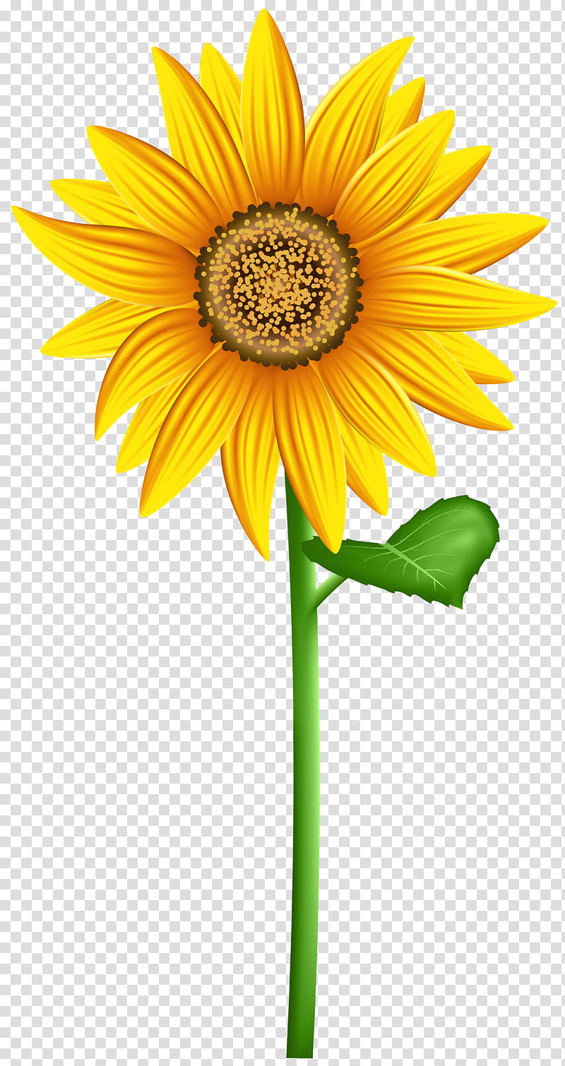 Drawing Of Family, Flower, Sunflower, Yellow, Barberton Daisy, Gerbera, Plant, Cut Flowers transparent background PNG clipart