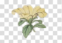Flower Euphoria, yellow flower art transparent background PNG clipart