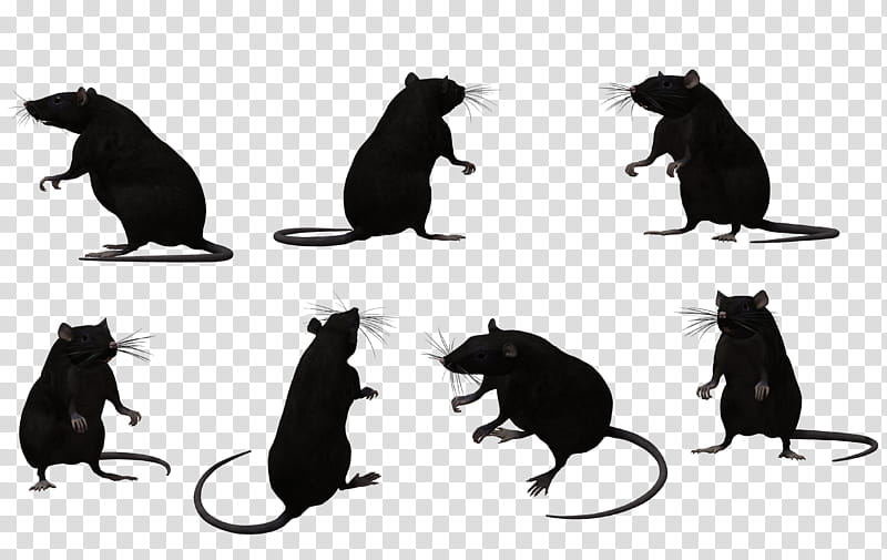 Black Rat Set , black mouse illustration transparent background PNG clipart