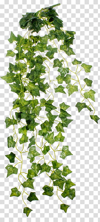 Green aesthetic, green plant transparent background PNG clipart