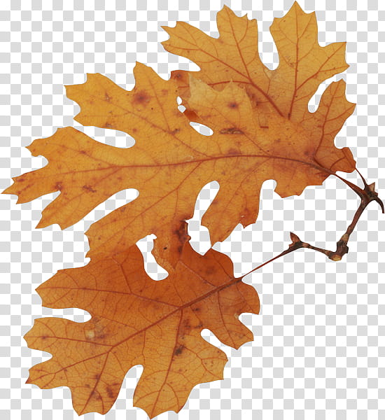 Red Maple Tree, Bur Oak, English Oak, Leaf, White Oak, Sweetgum, Northern Red Oak, Scarlet Oak transparent background PNG clipart