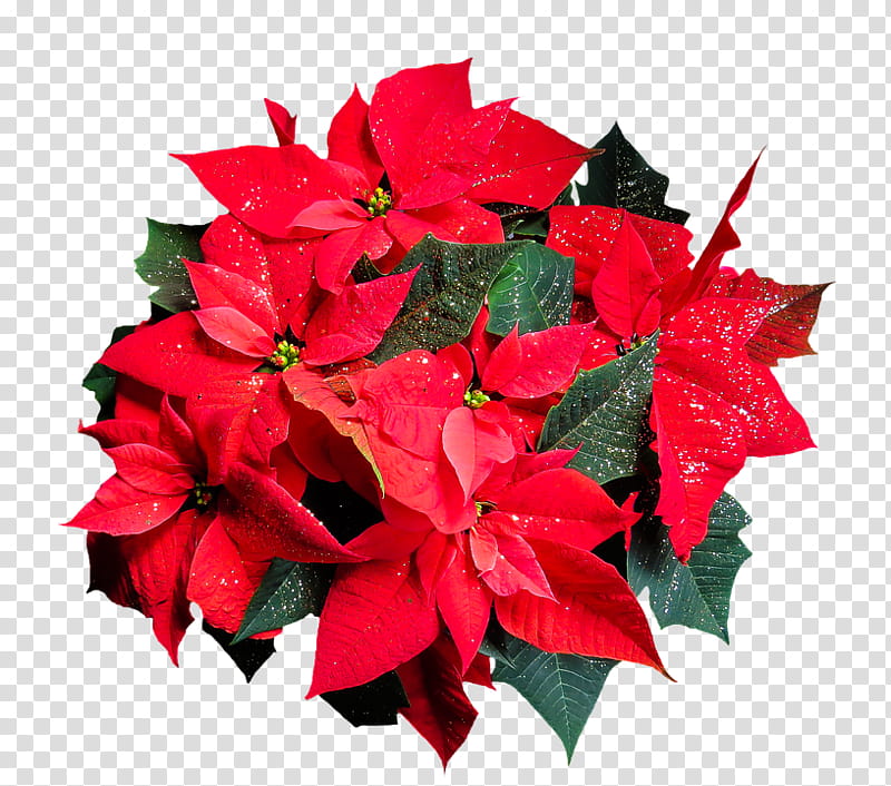 CHRISTMAS MEGA, red poinsettia flowers transparent background PNG clipart