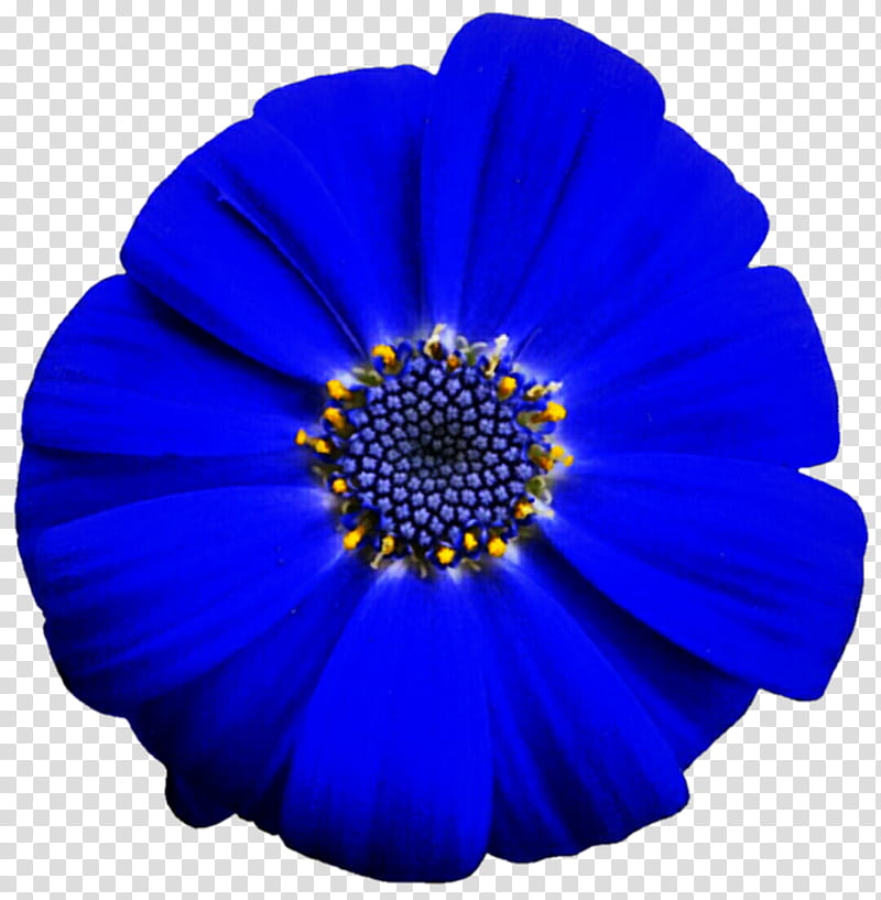 Royal Blue Daisy transparent background PNG clipart