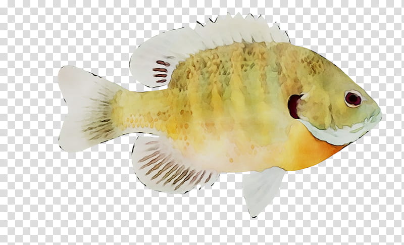 Fish, Bluegill, Tail, Bonyfish, Pomacentridae transparent background PNG clipart