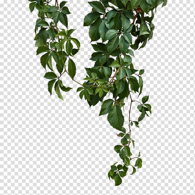 Flower Vine, Plants, Leaf, Common Ivy, Nearly Natural Inc, Tree, Branch, Flowerpot transparent background PNG clipart