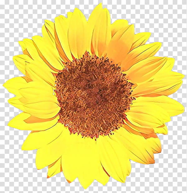 Drawing Of Family, Sunflower, Yellow, Petal, Plant, Pollen, Sunflower Seed, English Marigold transparent background PNG clipart