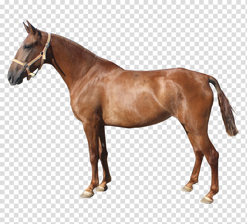 Horse, Mare, Mustang, Stallion, Hanoverian Horse, Foal, Artist, Pony transparent background PNG clipart