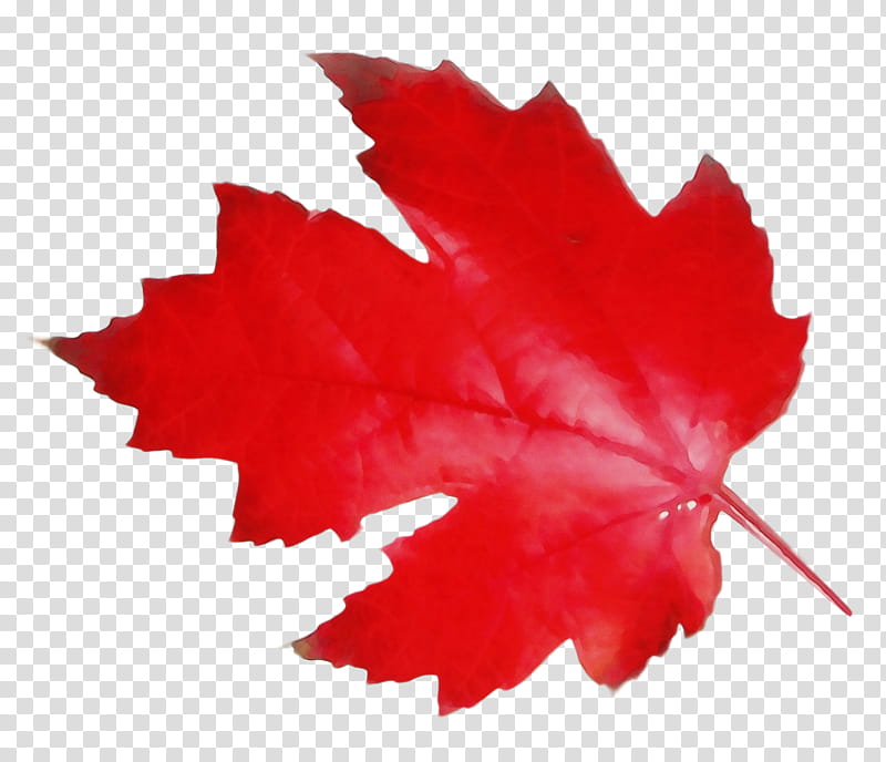 Canada Maple Leaf, Watercolor, Paint, Wet Ink, Canadian Gold Maple Leaf, Canadian Platinum Maple Leaf, Canadian Cuisine, Flag Of Canada transparent background PNG clipart