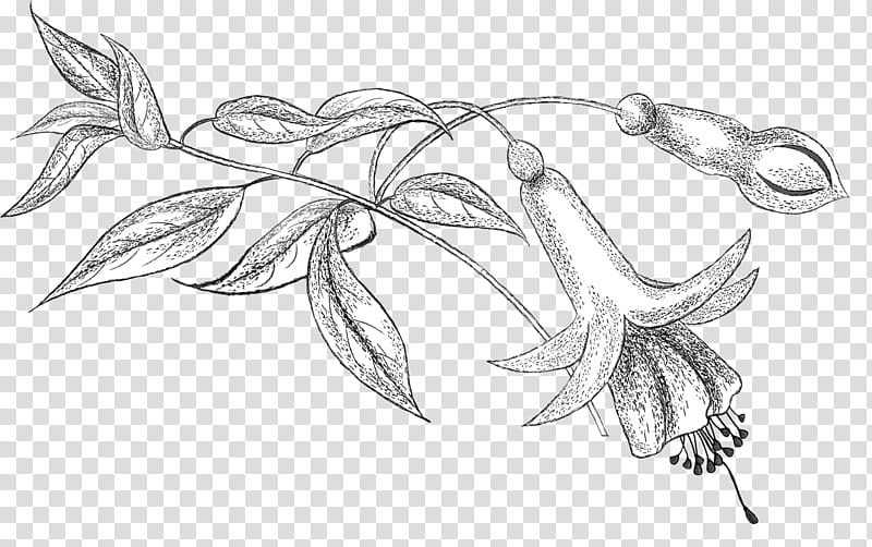 Willow Drawing Black And White - Willow Leaves Sketch, HD Png Download ,  Transparent Png Image - PNGitem