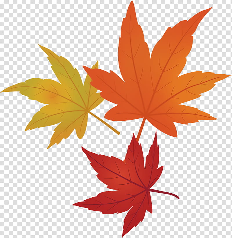 maple leaves autumn leaves fall leaves, Leaf, Maple Leaf, Tree, Black Maple, Red, Plant, Woody Plant transparent background PNG clipart
