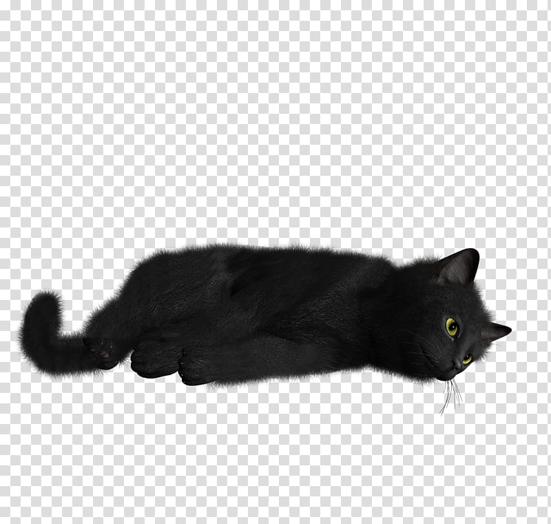High Quality  Cats , black cat transparent background PNG clipart