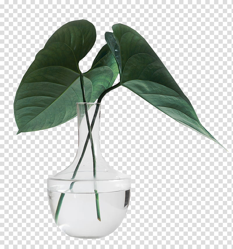, green leafed plant centerpiece transparent background PNG clipart