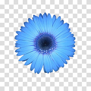 Flowers World Blue Daisy Transparent Background Png Clipart Hiclipart