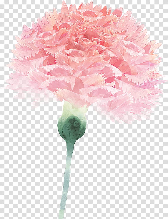 Background Family Day, Carnation, Flower, Floral Design, Pink, Pink Flowers, Nosegay, Petal transparent background PNG clipart