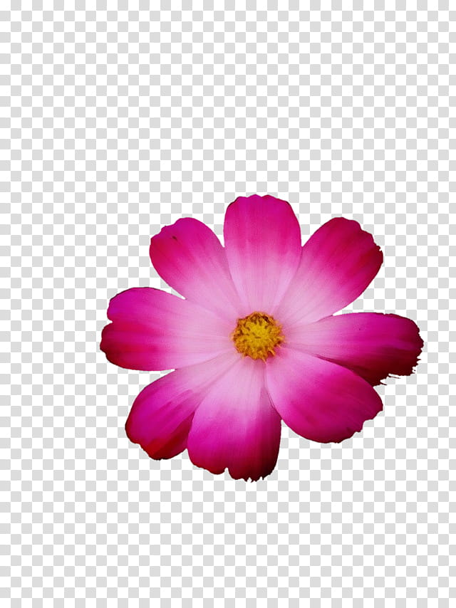 Pink Flower, Garden Cosmos, Petal, Plant, Violet, Magenta, Daisy Family, Herbaceous Plant transparent background PNG clipart