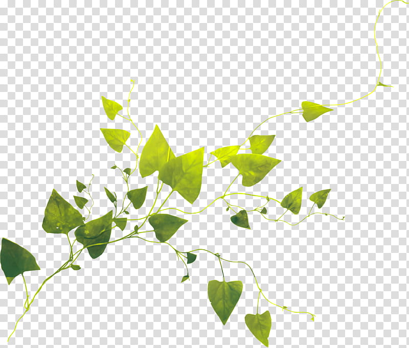 , green vines plant transparent background PNG clipart