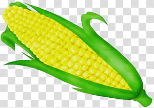Watercolor Natural, Paint, Wet Ink, Corn On The Cob, Corn Kernel, Maize, Sweet Corn, Food transparent background PNG clipart thumbnail