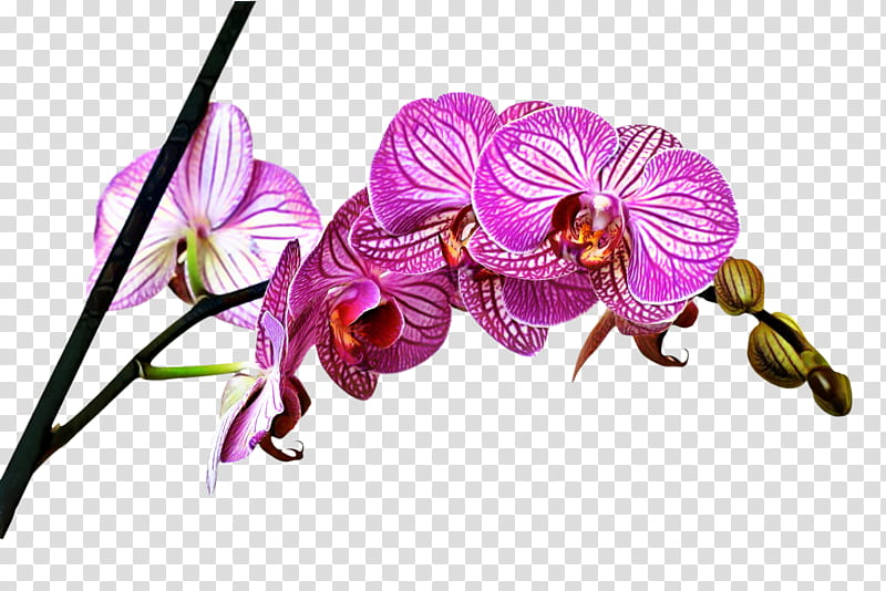 Flowers, Canvas, Moth Orchids, Blejtram, Pedicure, Dendrobium, Cut Flowers, Plakat Naukowy transparent background PNG clipart