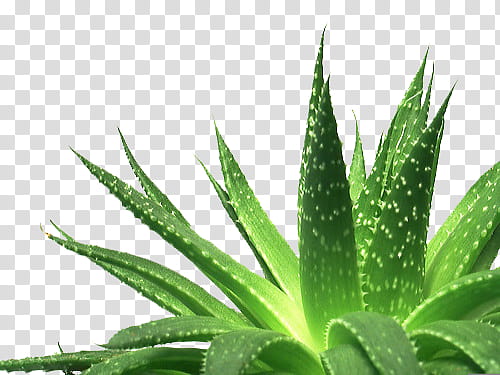 Nature s, green aloe vera plant transparent background PNG clipart