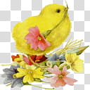 TNBrat Easter Chickies , yellow chick and flowers transparent background PNG clipart