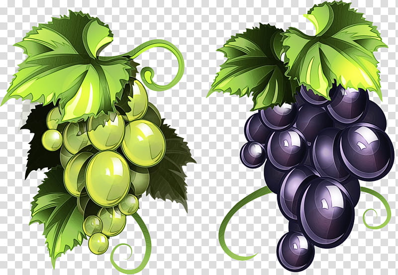 grape grape leaves grapevine family leaf fruit, Watercolor, Paint, Wet Ink, Plant, Seedless Fruit, Vitis, Food transparent background PNG clipart