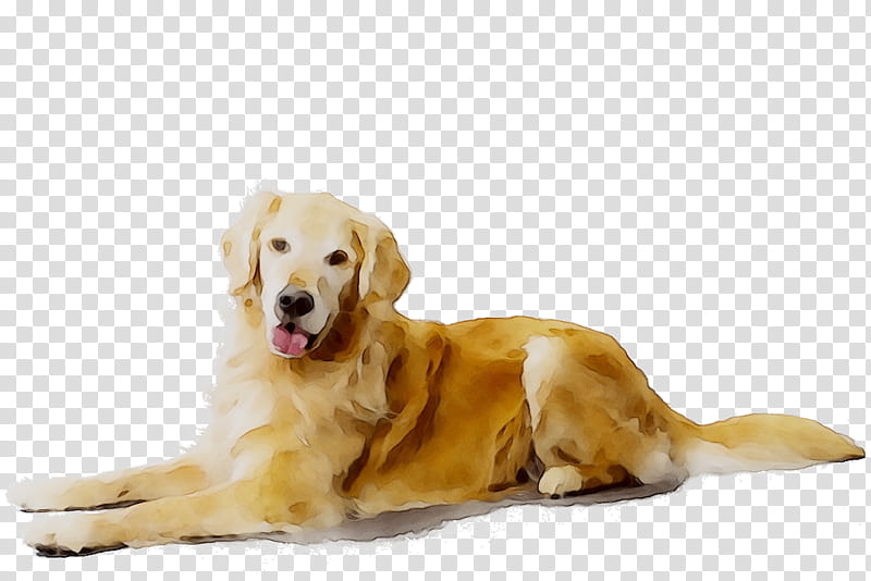Golden Retriever, Labrador Retriever, Puppy, Companion Dog, Breed, Dog Type, American Kennel Club, Snout transparent background PNG clipart