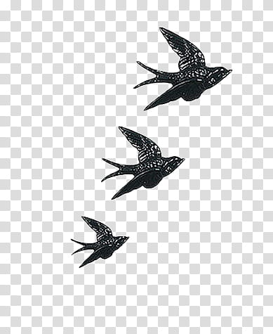 More s, three black birds illustration transparent background PNG clipart