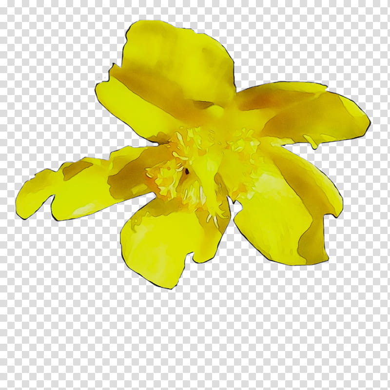 Flowers, Yellow, Cut Flowers, Plants, Petal, Narcissus, Herbaceous Plant, Cattleya transparent background PNG clipart