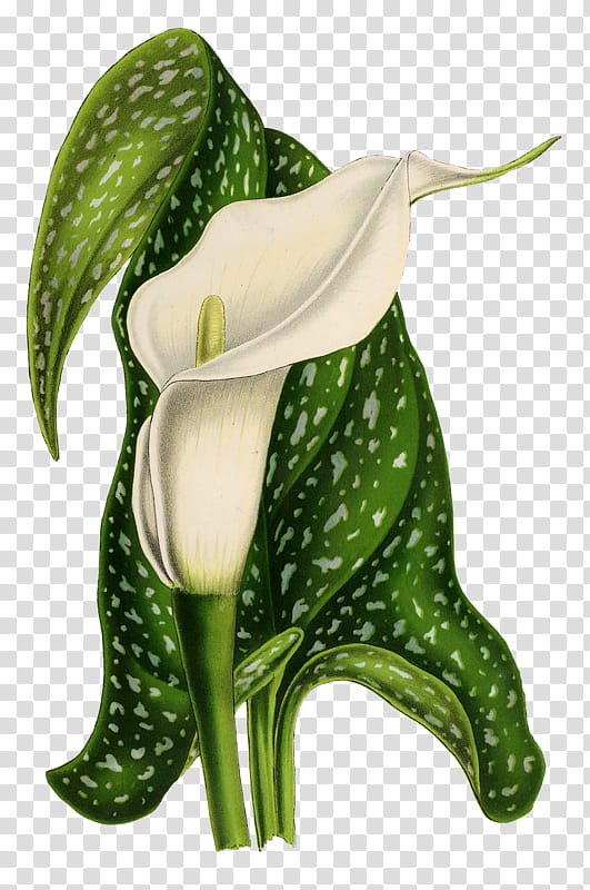 White Lily Flower, Arumlily, Drawing, Line Art, Plants, Peace Lily, Painting, Canvas Print transparent background PNG clipart