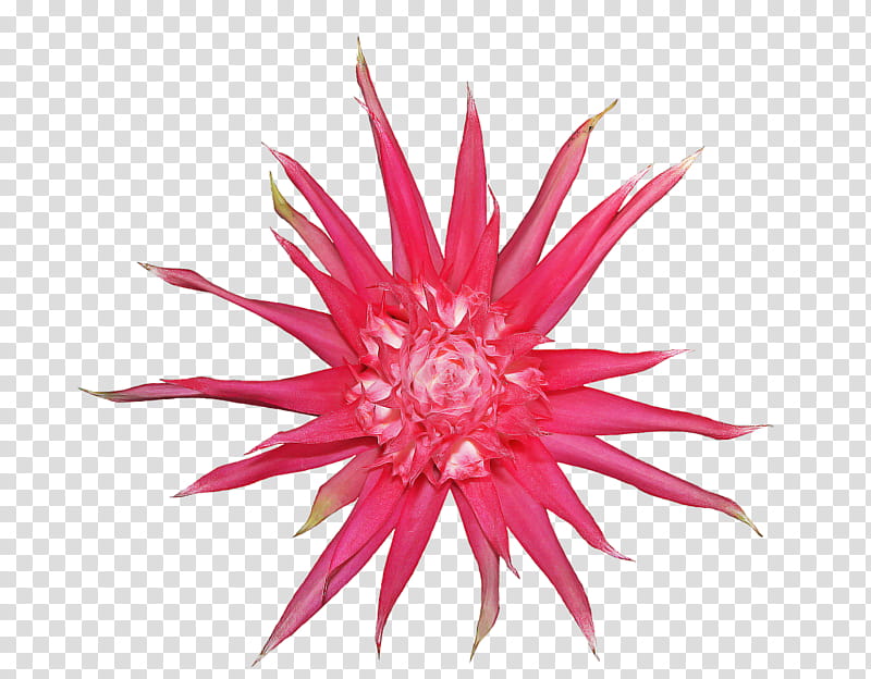 Pink Flower, Bromeliads, Petal, Tillandsia, Plants, Red, Magenta transparent background PNG clipart
